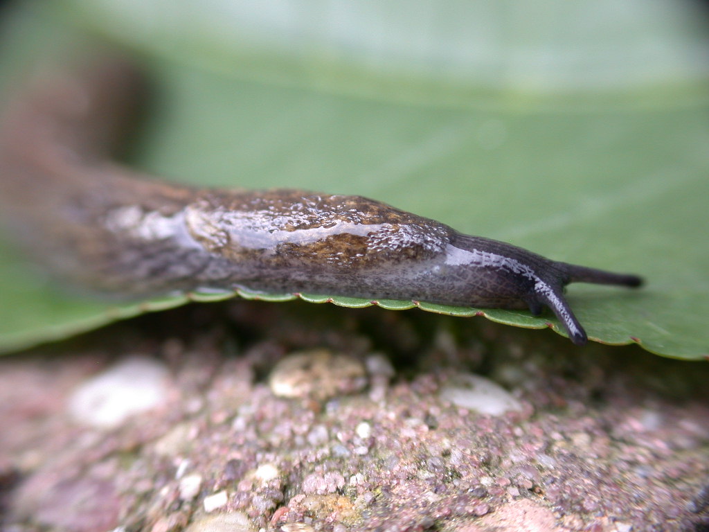 E'' un Limax ...!!! (Tandonia budapestensis)